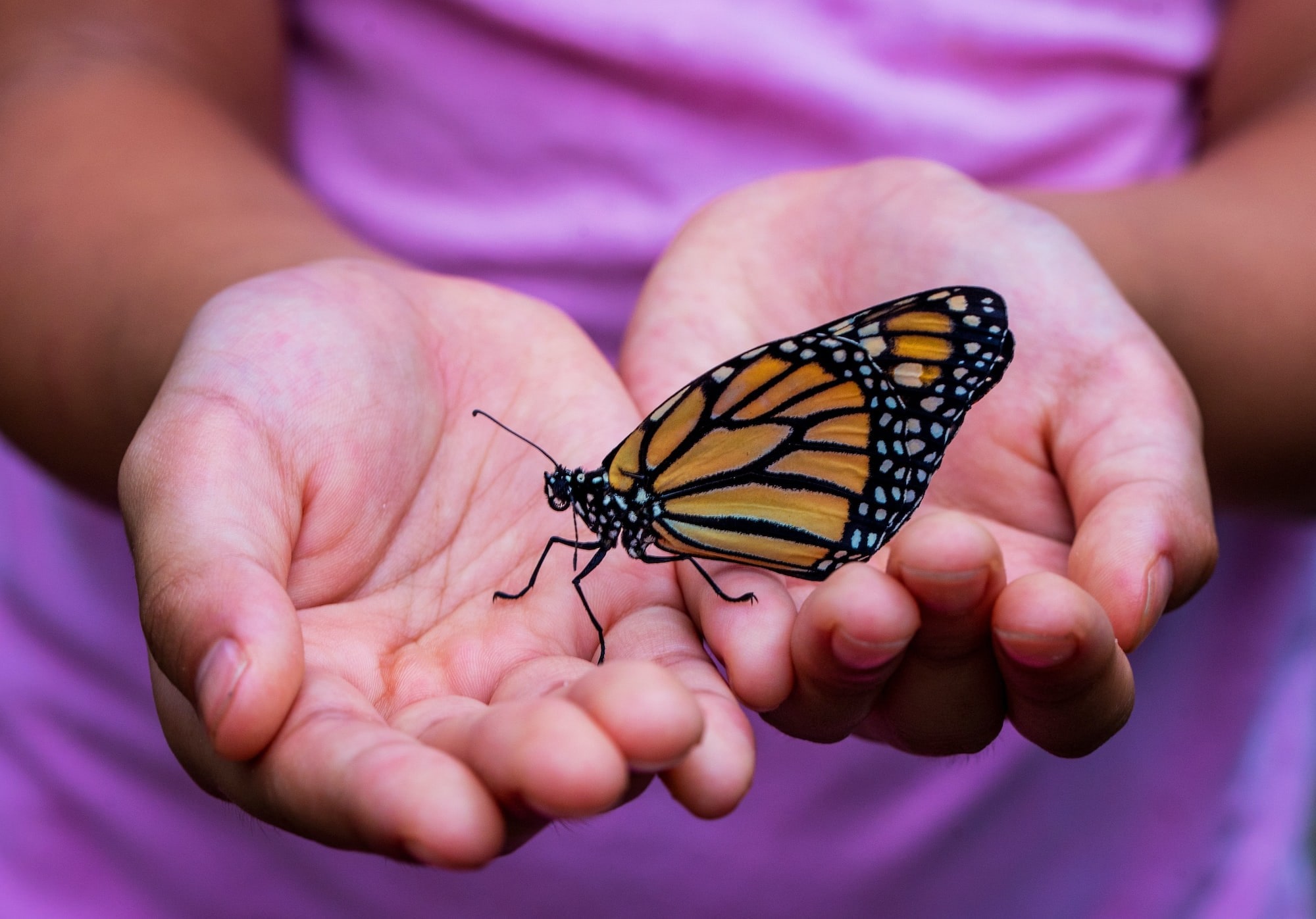 open palms with a butterfly in the middle